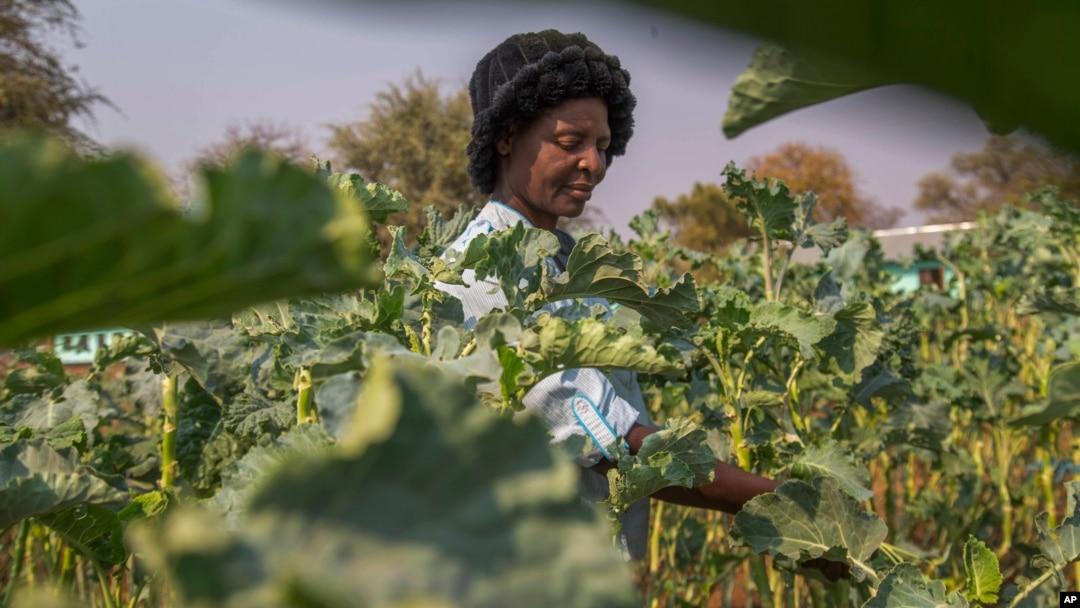Production agricole et changement climatique